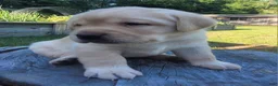 Labrador Retriever dogs for sale: Legend  - Ad 8