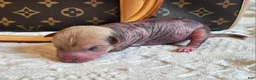 Mixed Breed dogs for sale: Pumpkin  - Ad 10