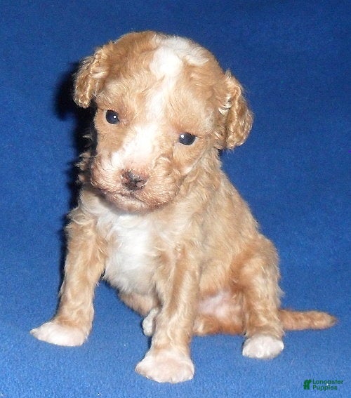 Miniature Poodle dogs Peanut - Ad 2