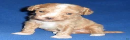 Miniature Poodle dogs for sale: Peanut - Ad 2