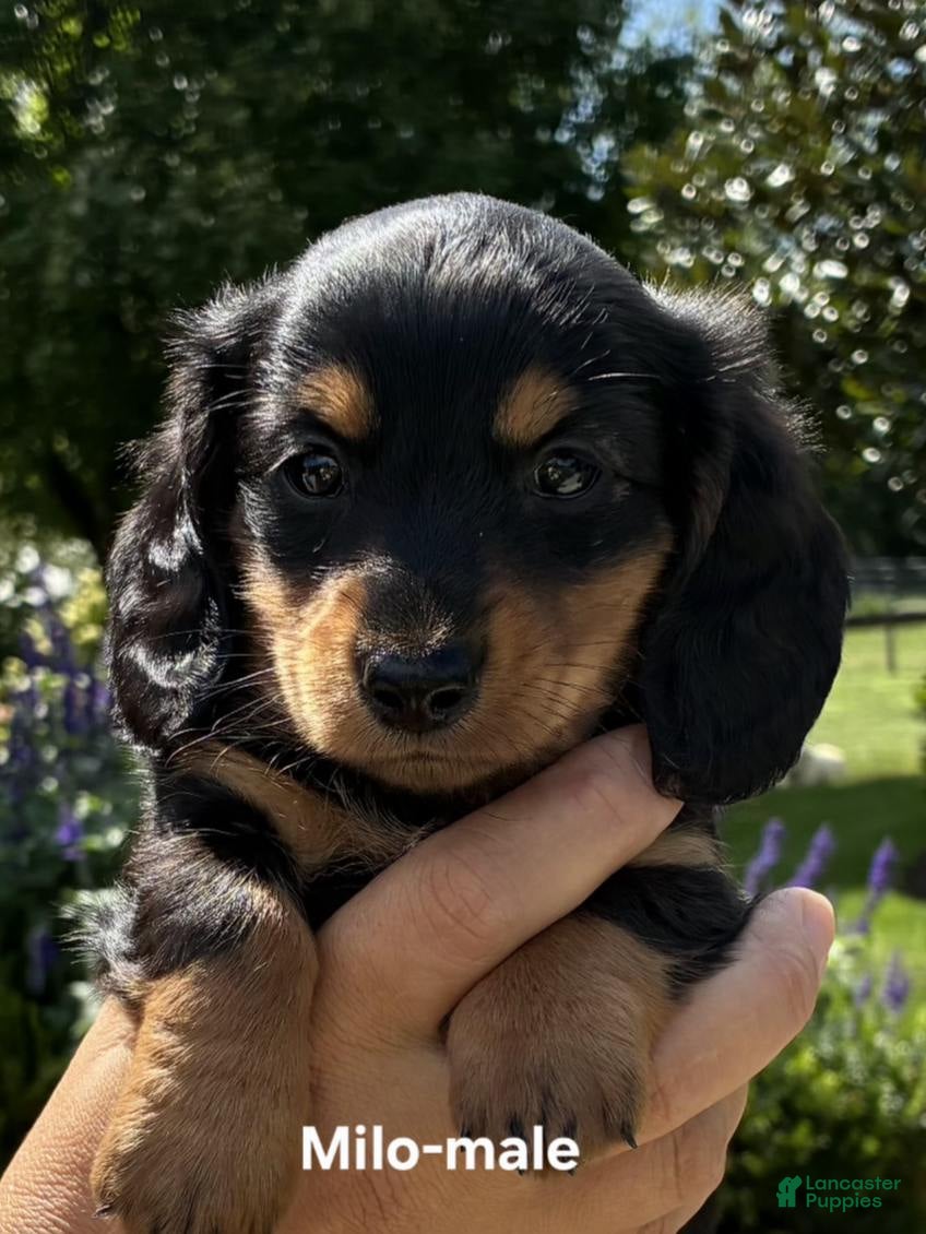 Dachshund dogs Milo - Ad 2