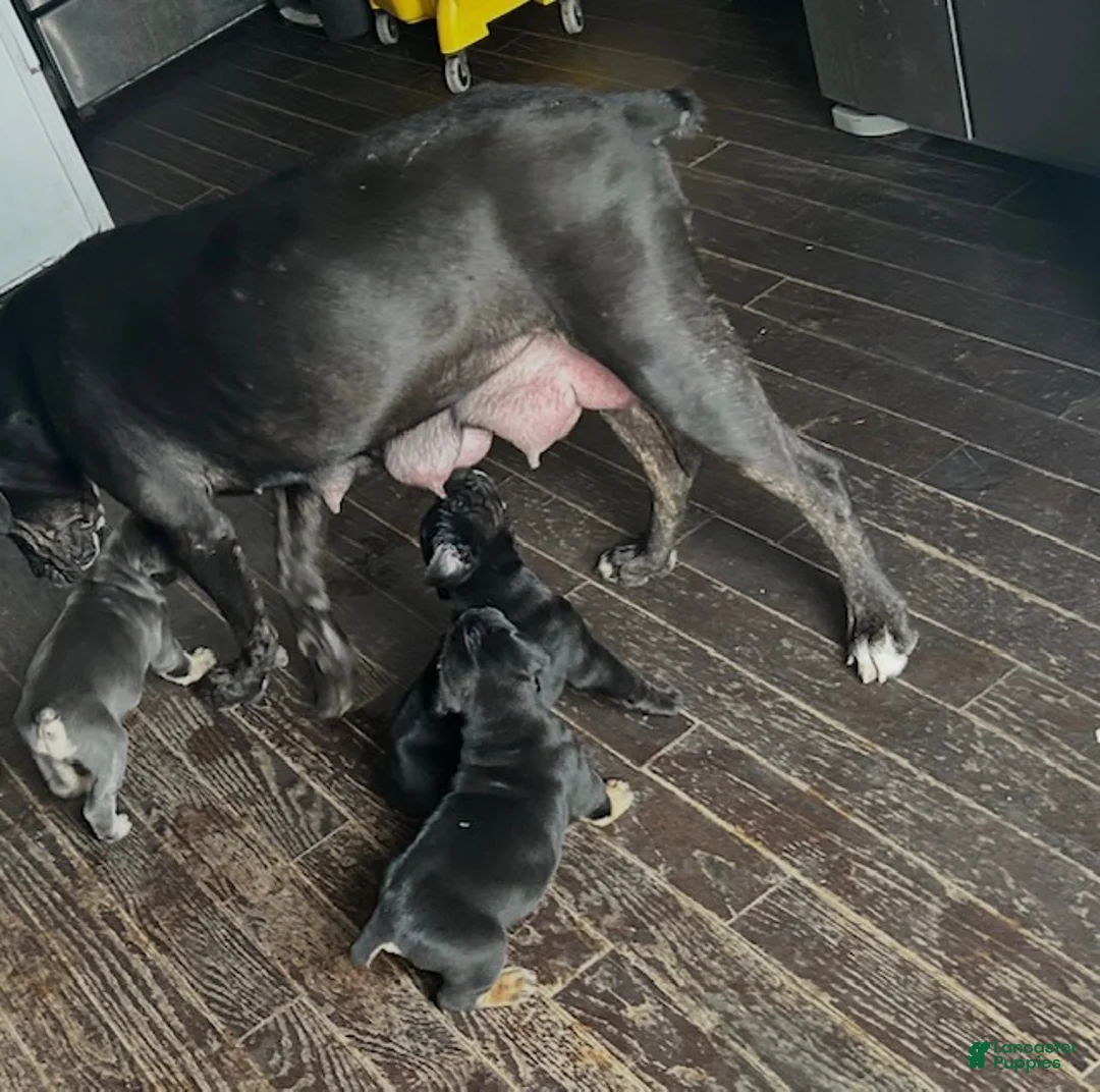 Cane Corso dogs for sale: Cane Corso Puppy 3 - Ad 1