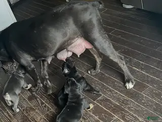 Cane Corso dogs for sale: Cane Corso Puppy 3 - Ad 3