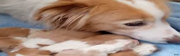 English Shepherd dogs for sale: Mo - Ad 2