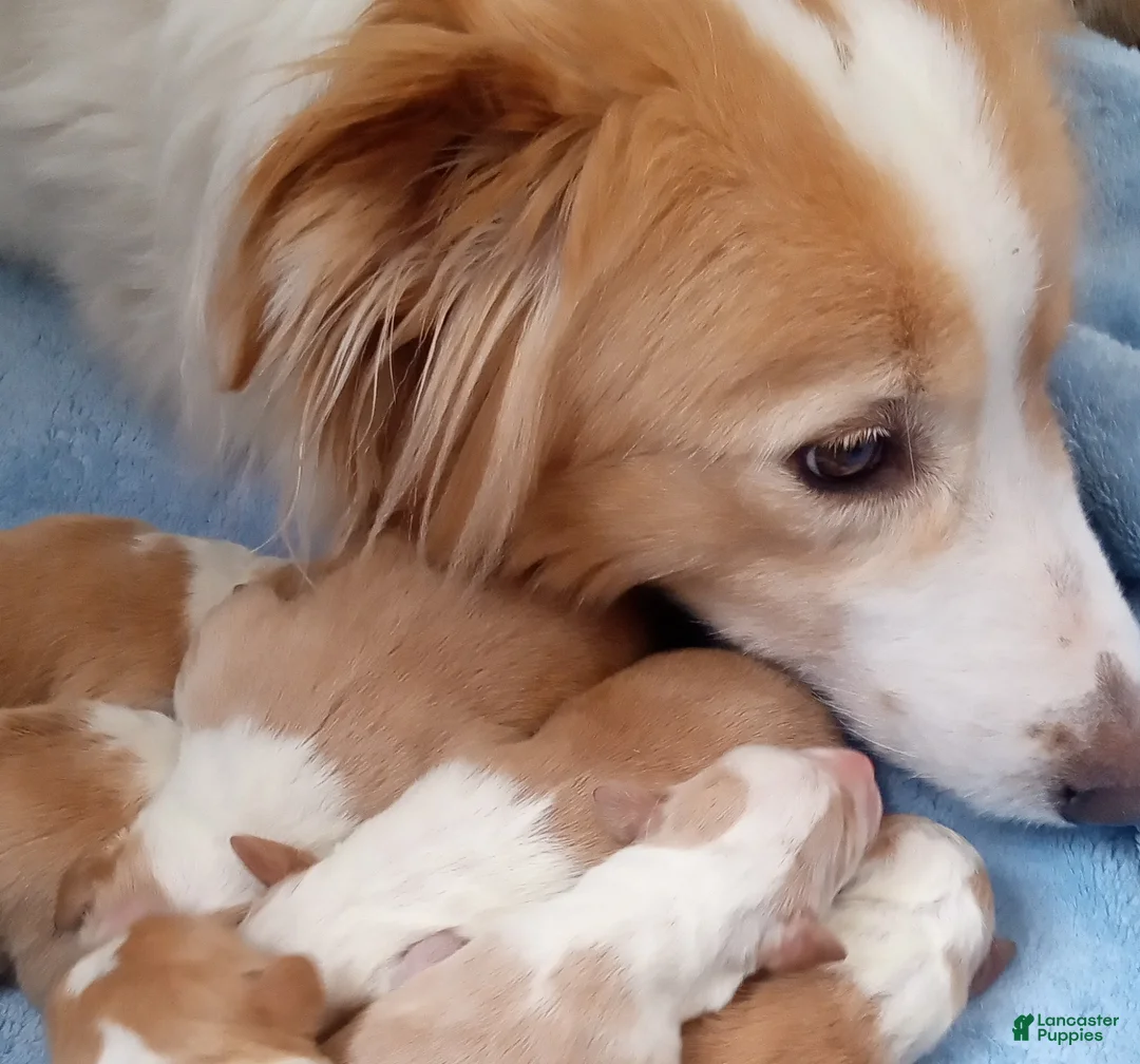 English Shepherd dogs for sale: Mo - Ad 2
