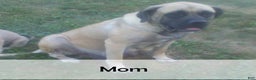 English Mastiff dogs for sale: Parker - Ad 7