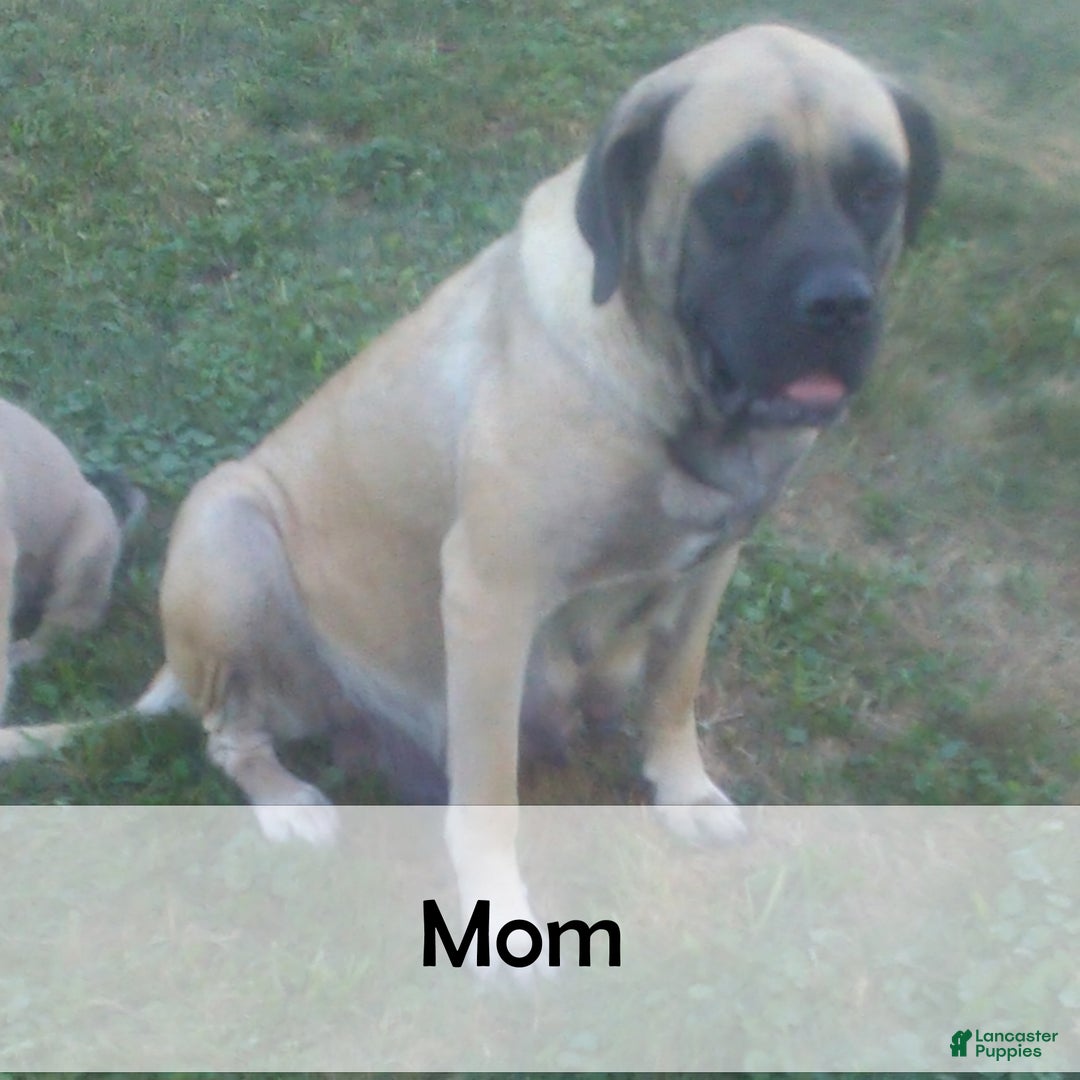 English Mastiff dogs for sale: Parker - Ad 7