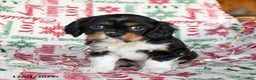 Cavalier King Charles Spaniel dogs for sale: Baxter - Ad 3