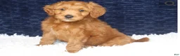 Mini Goldendoodle dogs for sale: 🐶Cory - Ad 6