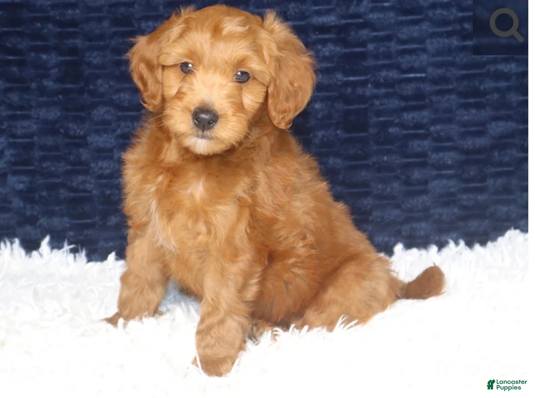 Mini Goldendoodle dogs for sale: 🐶Cory - Ad 6