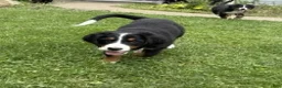 Bernese Mountain Dog dogs for sale: Daisy - Ad 5