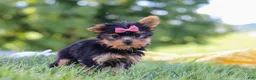 Yorkshire Terrier dogs for sale: Lila - Ad 9
