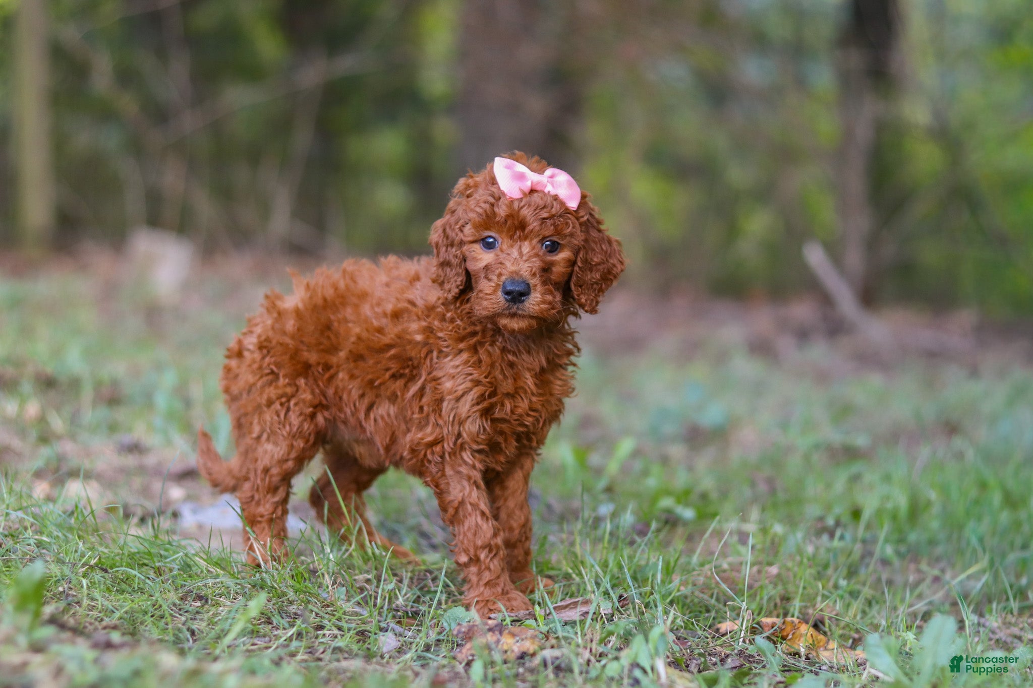 Goldendoodle dogs Maggie - Ad 2