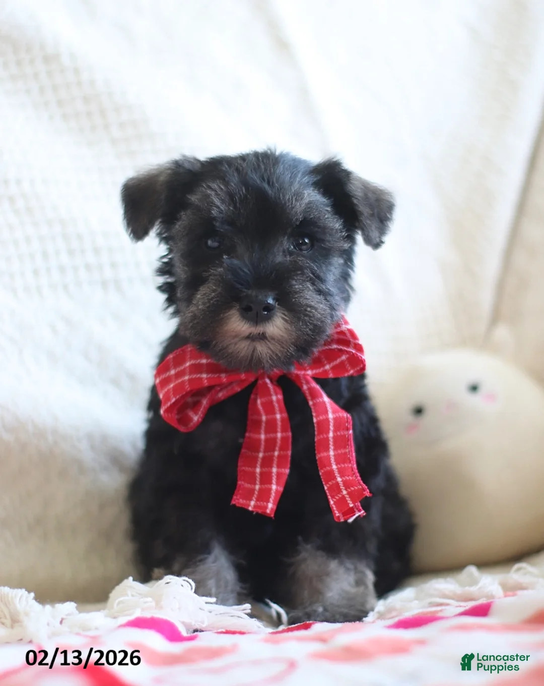 Miniature Schnauzer dogs for sale: Shane - Ad 3