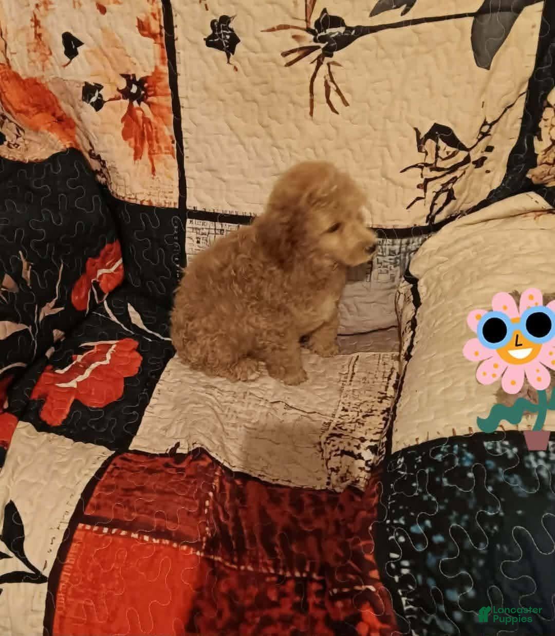 Toy Poodle dogs Toy Poodle 1 - Ad 5