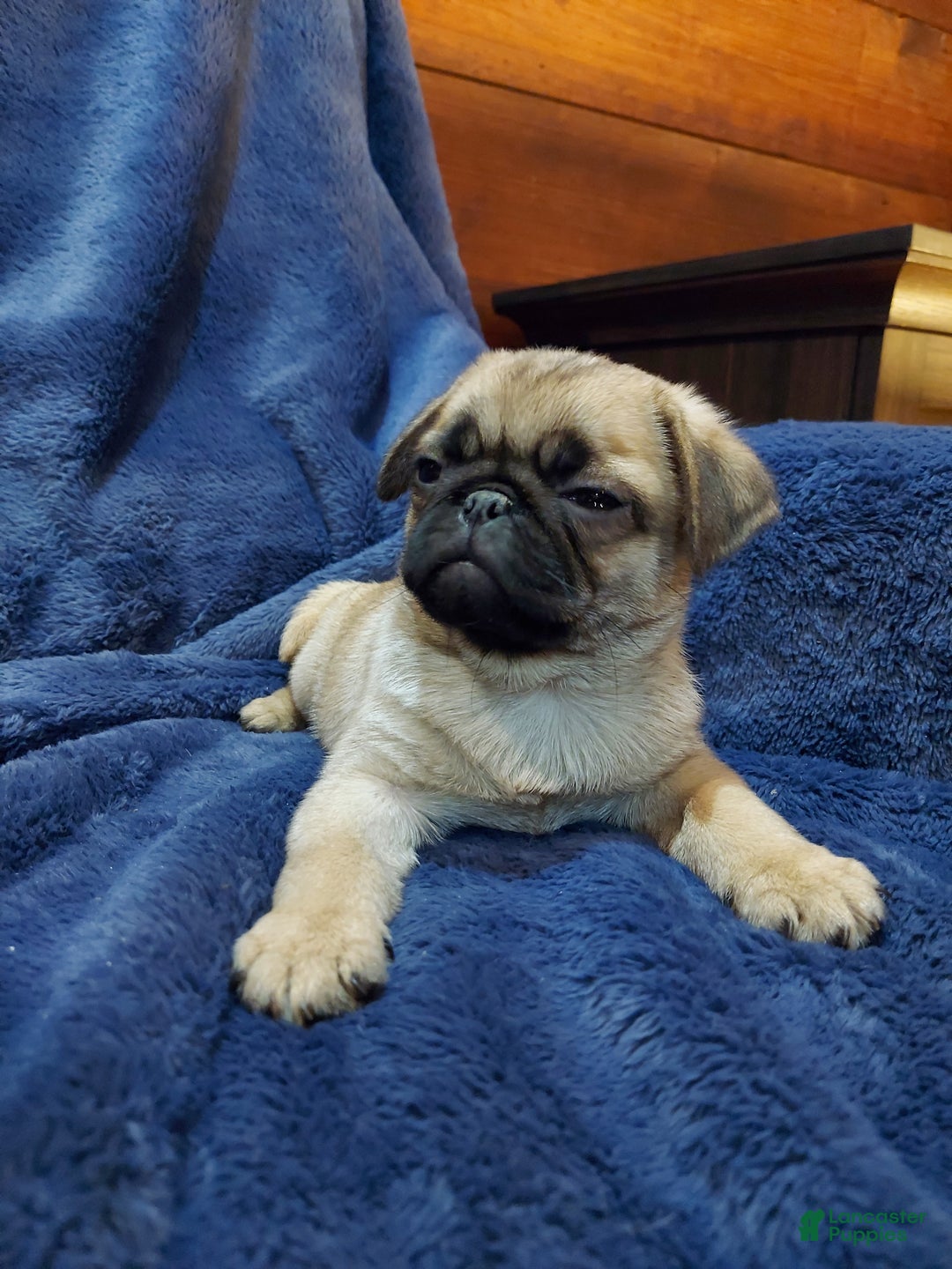 Pug dogs for sale: BILLY - Ad 9