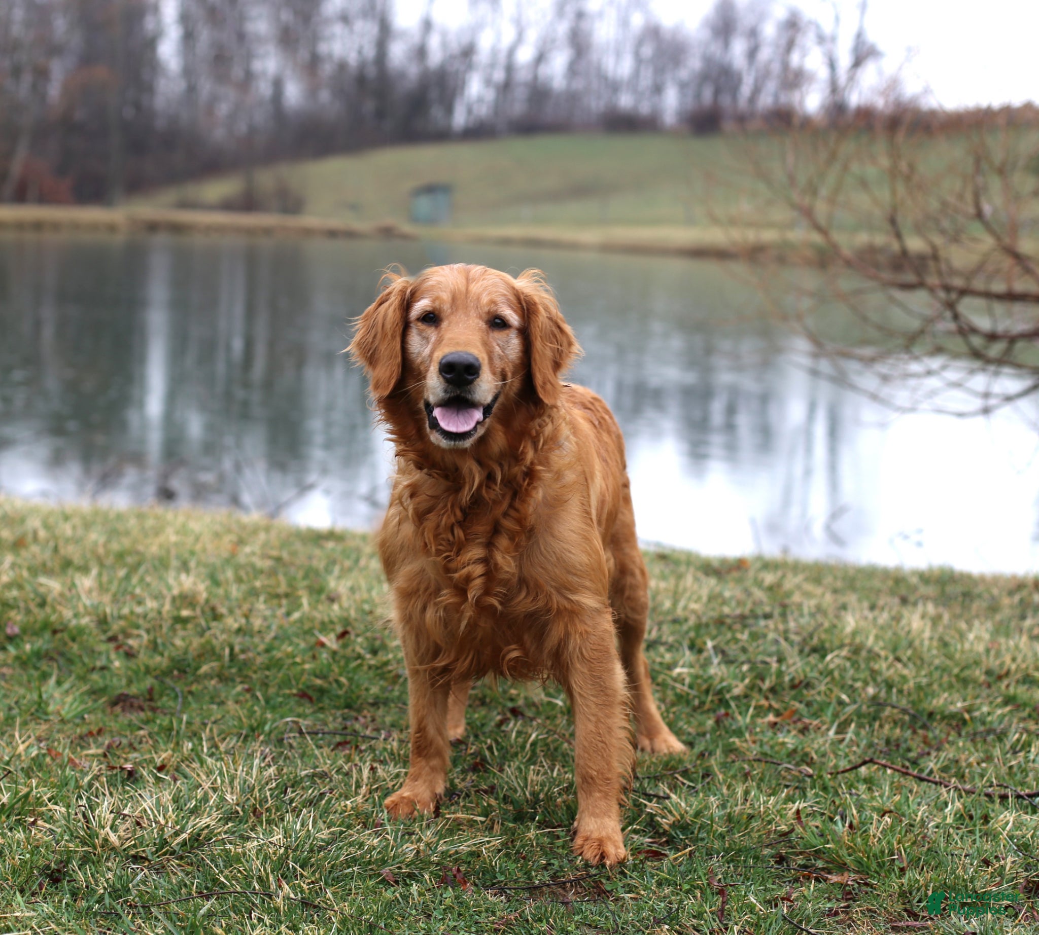 Golden Retriever dogs for sale: Golden Retriever Macho - Ad 5