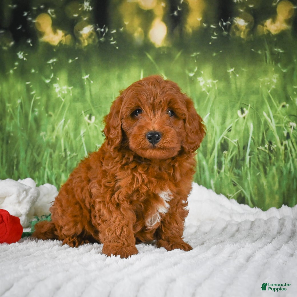Mini Goldendoodle dogs Cooper - Ad 2