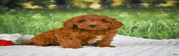 Mini Goldendoodle dogs for sale: Cooper - Ad 2