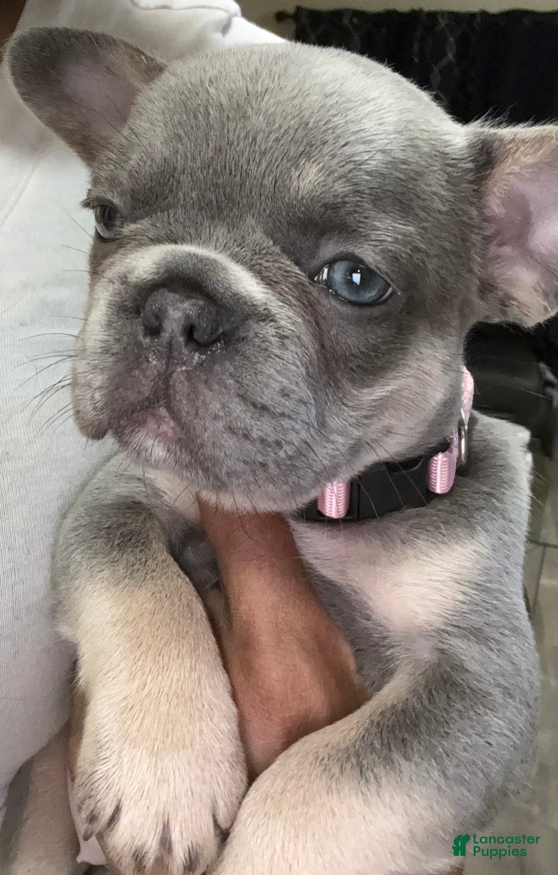 French Bulldog dogs French Bulldog 3 - Ad 1