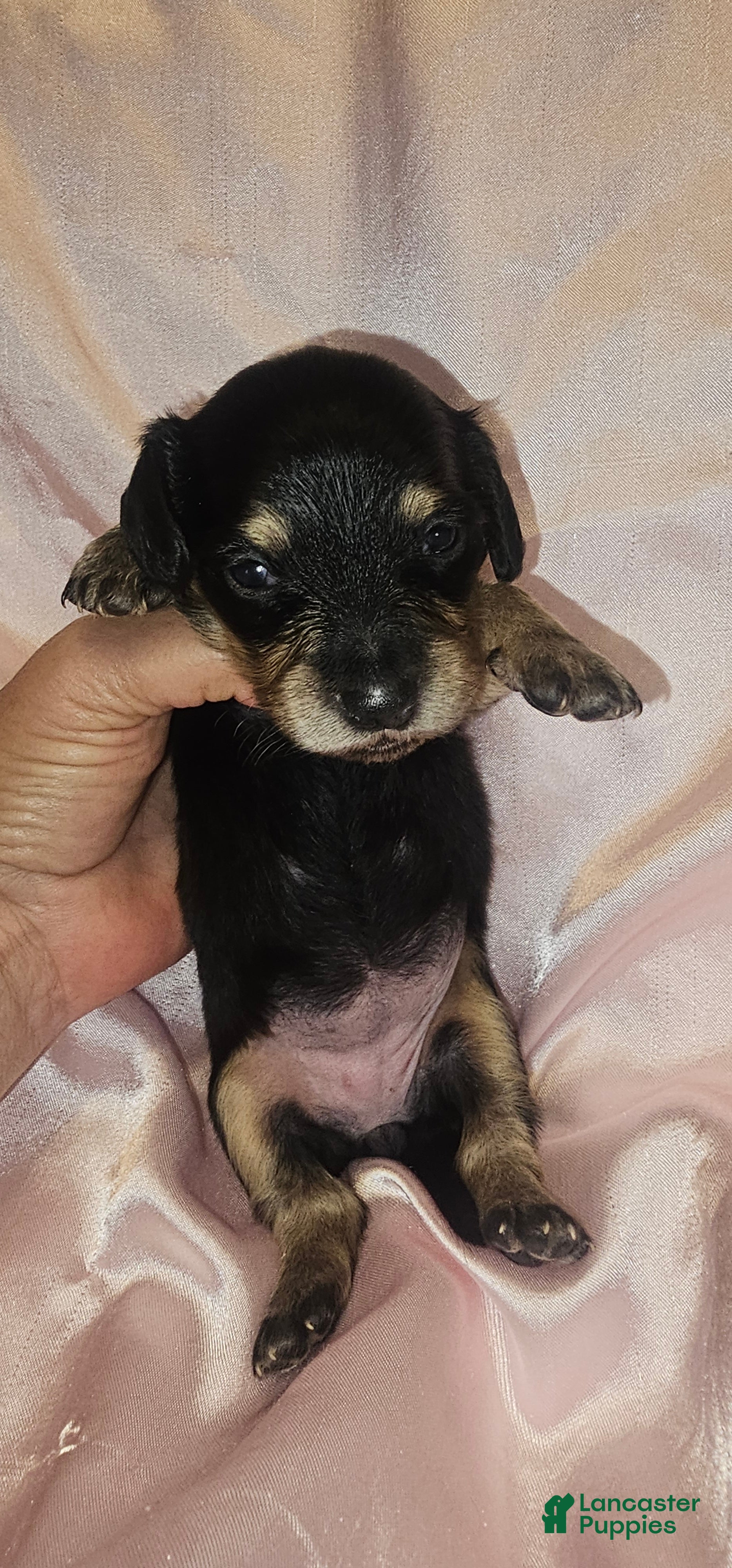 Dachshund dogs Dachshund Puppy 6 - Ad 7