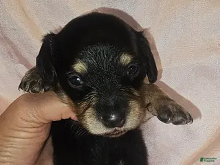 Dachshund dogs Dachshund Puppy 6 - Ad 34