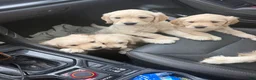 Golden Retriever dogs for sale: Pancake - Ad 3