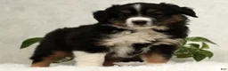 Miniature Australian Shepherd dogs for sale: Sparky - Ad 7