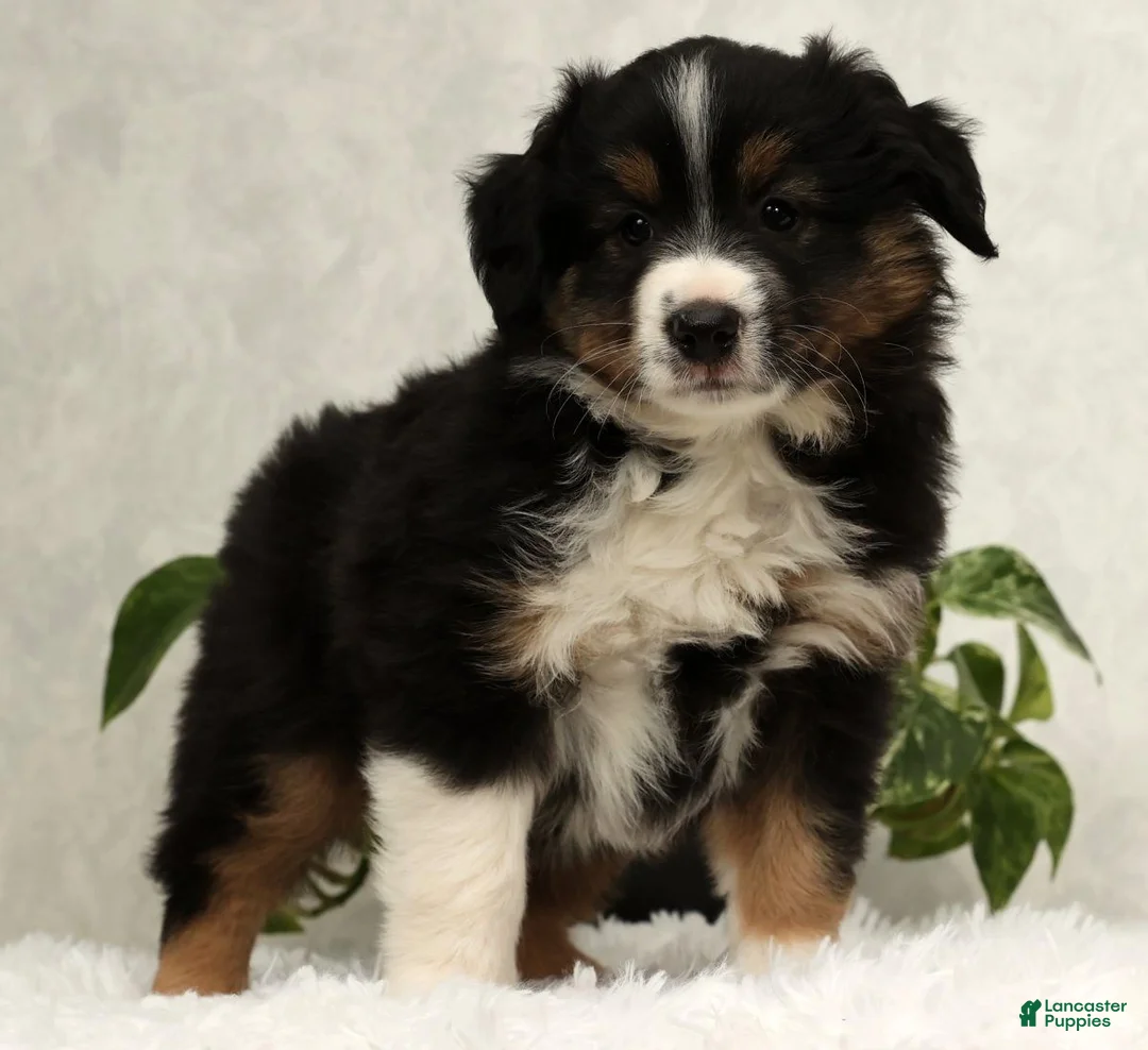 Miniature Australian Shepherd dogs for sale: Sparky - Ad 7
