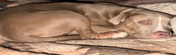 American Bully dogs for sale: American Bully 6 - Ad 4