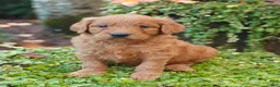 Goldendoodle dogs for sale: Clifford - Ad 7
