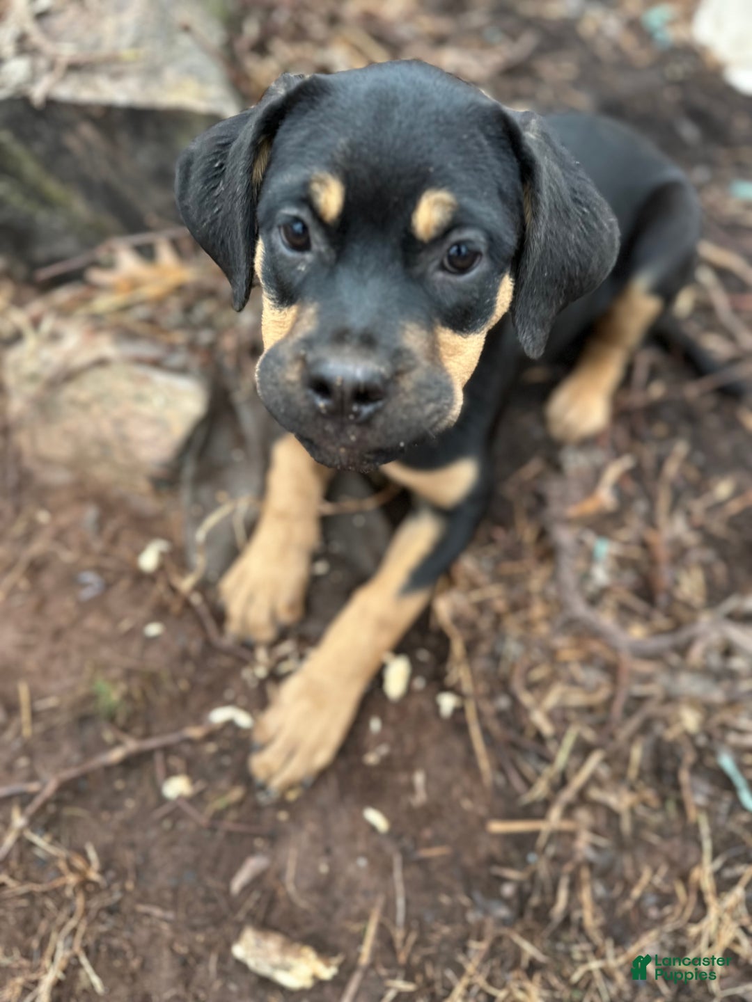 Mixed Breed dogs for sale: Cane Corso-Rottweiler - Ad 3