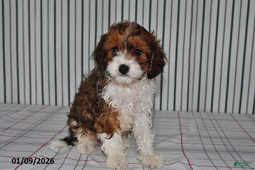 Cavapoo dogs for sale: Betsy - Ad 3