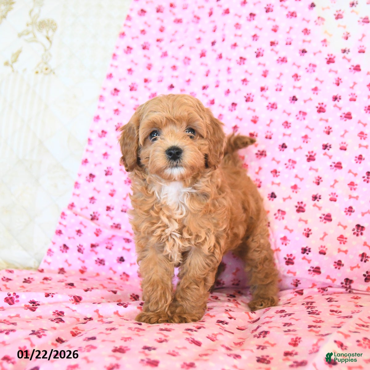 Cockapoo dogs Meadow  - Ad 8