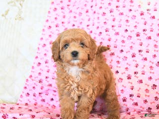 Cockapoo dogs Meadow - Ad 8