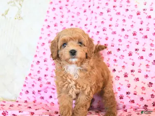 Cockapoo dogs Meadow - Ad 19