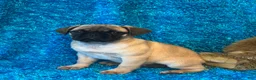Pug dogs for sale: Lila - Ad 5