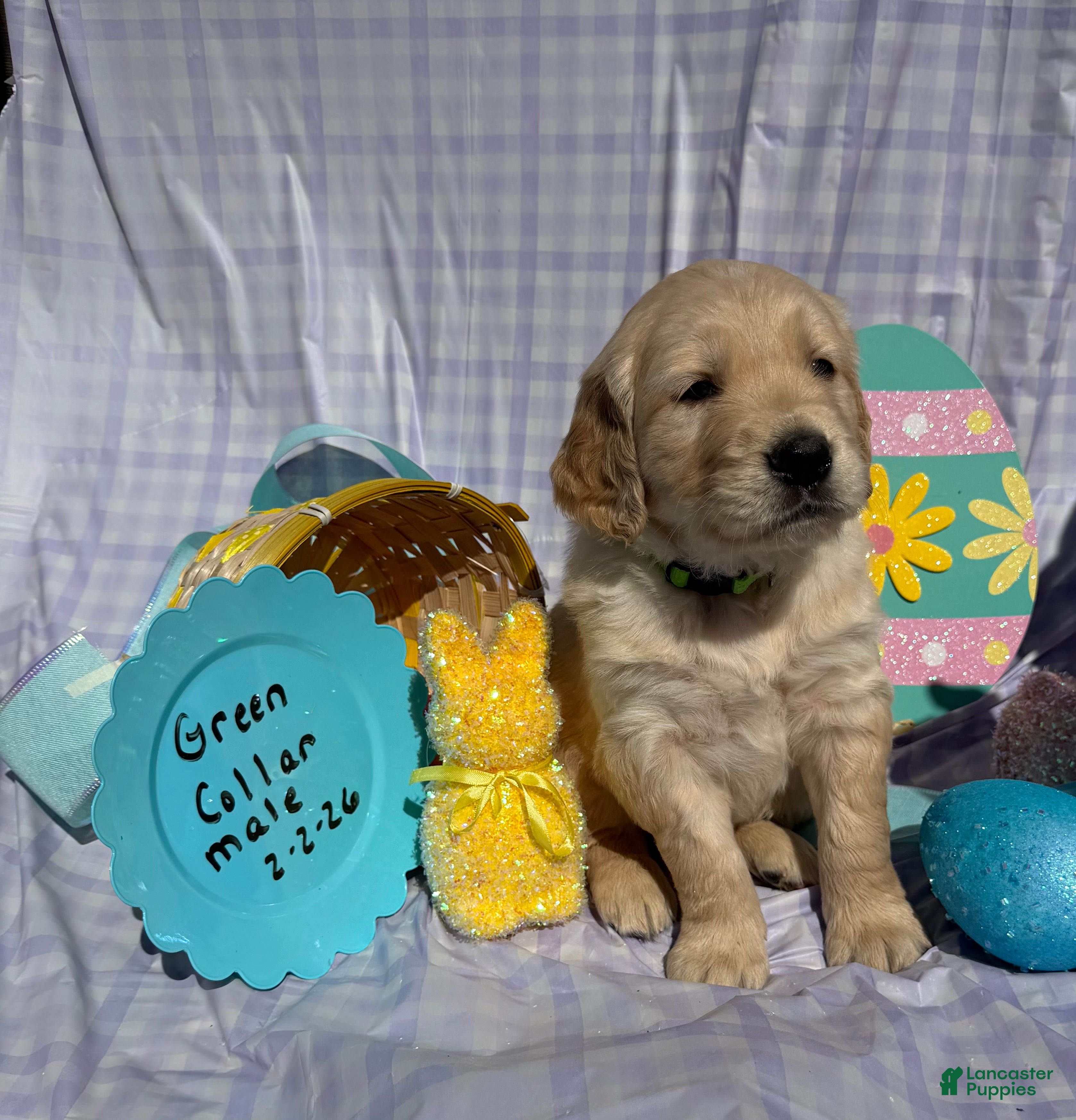 Golden Retriever dogs Green Collar - Ad 8