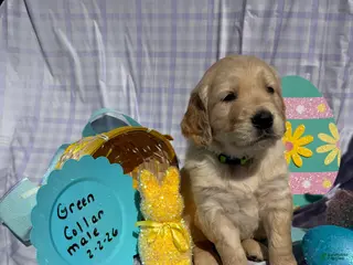 Golden Retriever dogs Green Collar - Ad 8