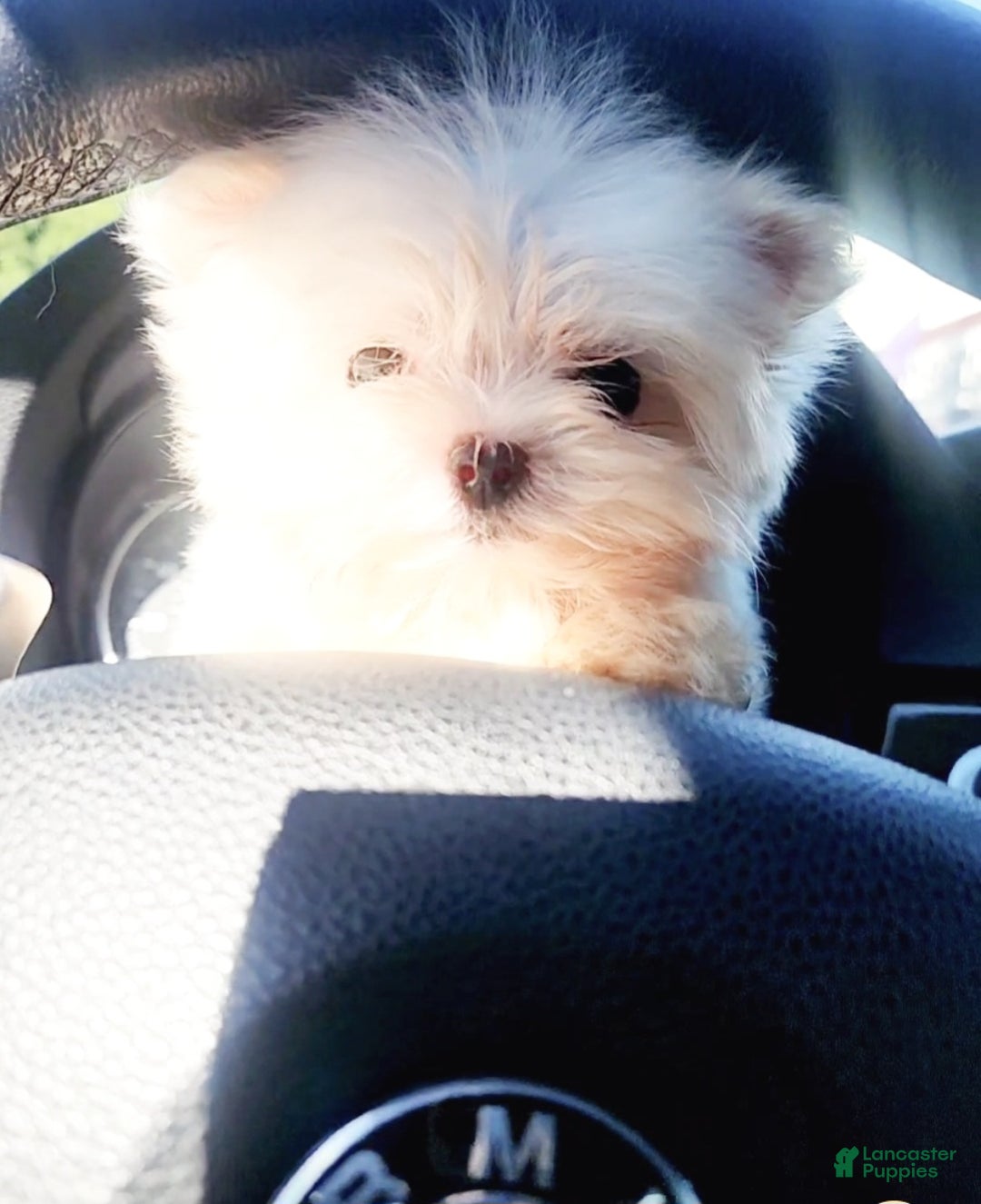 Maltese dogs for sale: Maltese Puppy 1 - Ad 1