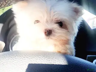 Maltese dogs Maltese Puppy 1 - Ad 10