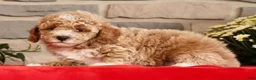 Mini Goldendoodle dogs for sale: Bruno - Ad 6