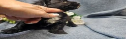 Havapoo dogs for sale: Joey (Male) - Ad 2