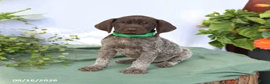 Maverick