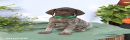 German Shorthaired Pointer dogs for sale: Maverick - Ad 1