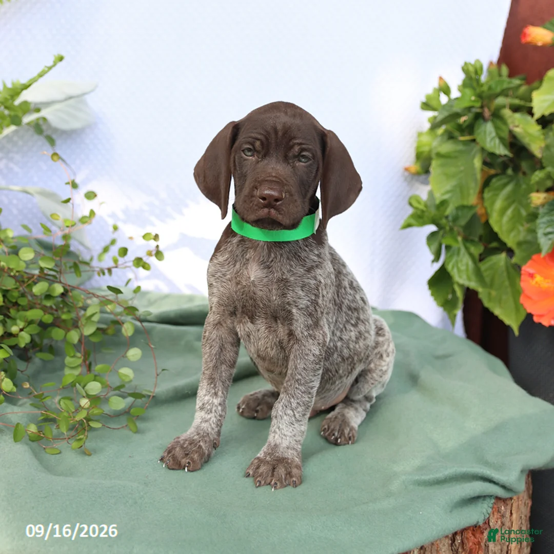 German Shorthaired Pointer dogs for sale: Maverick - Ad 1
