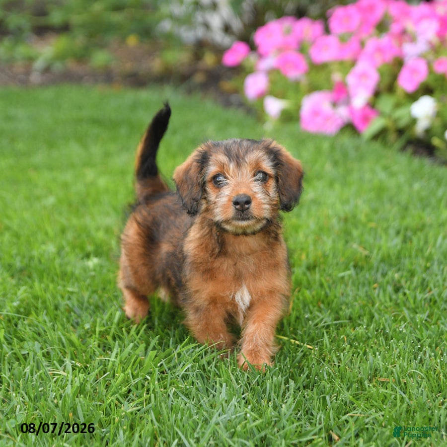Mixed Breed dogs Daisy - Ad 1