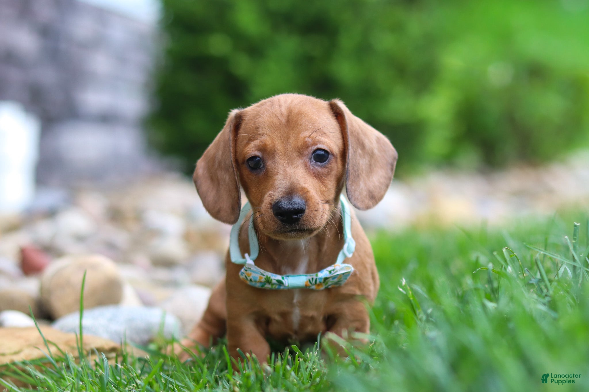 Miniature Dachshund dogs Ace - Ad 1