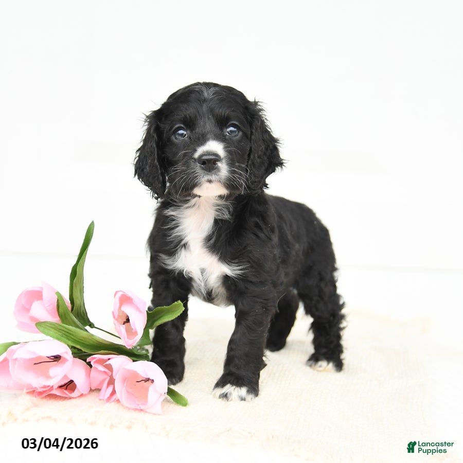 English Cocker Spaniel dogs Fancy - Ad 1