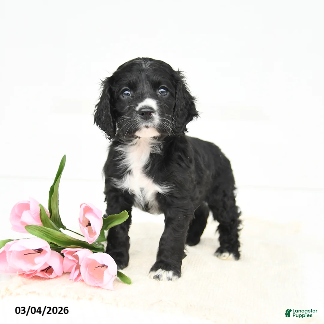 English Cocker Spaniel dogs for sale: Fancy - Ad 1